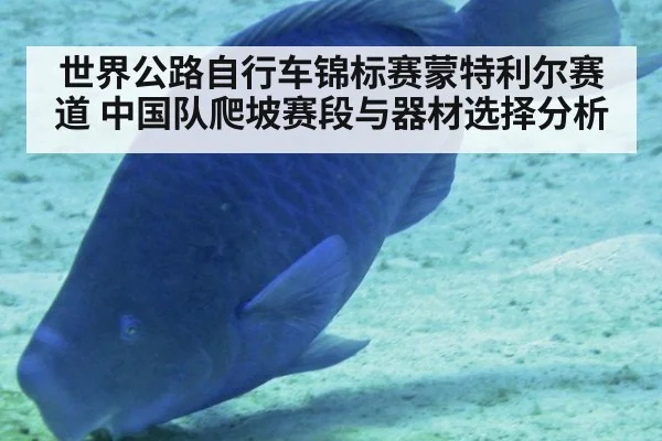 世界公路自行车锦标赛蒙特利尔赛道 中国队爬坡赛段与器材选择分析